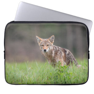 Brown Coyote, kanadensisk Wildlife Photography Laptop Fodral