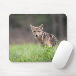 Brown Coyote, kanadensisk Wildlife Photography Musmatta