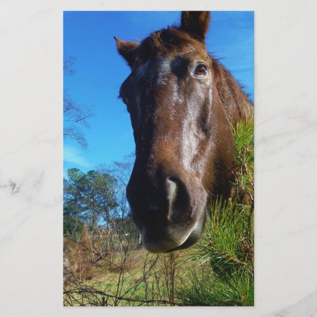 Brown & Cream Färgad Horse blå himmel Brevpapper (Framsida)