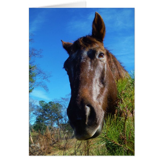 Brown & Cream Färgad Horse blå himmel Hälsningskort (Framsidan)