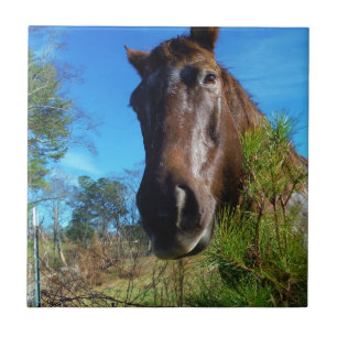 Brown & Cream Färgad Horse blå himmel Kakelplatta