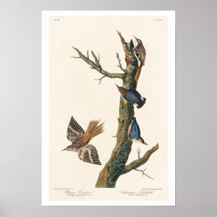 Brown Creeper och California Nuthatch av Audubon Poster