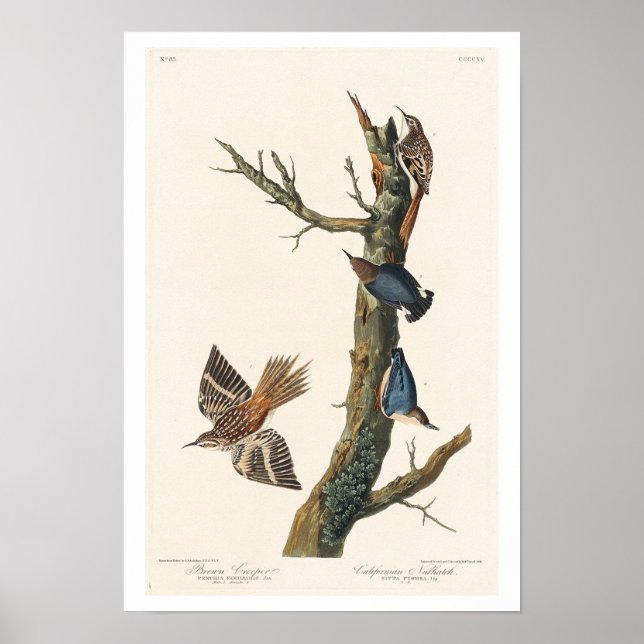 Brown Creeper och California Nuthatch av Audubon Poster (Framsidan)