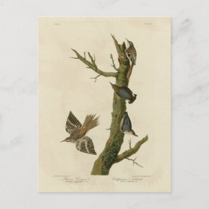 Brown Creeper, Pygmy Nuthatch från Audubon's Birds Vykort