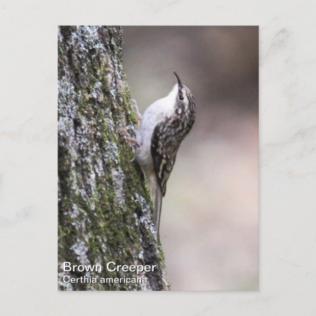 Brown Creeper Vykort (Framsida)