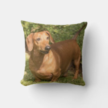 Brown Dachshund - Doxie