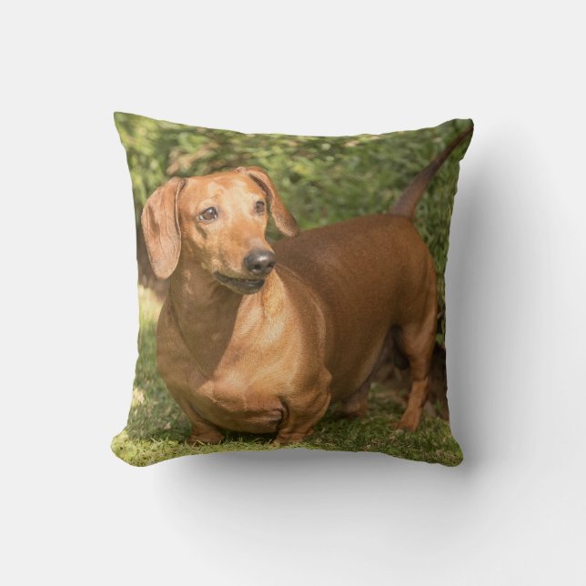 Brown Dachshund - Doxie Kudde (Framsida)