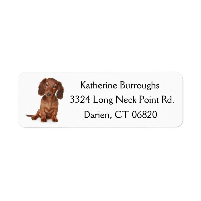 Brown Dachshund Puppy Hund Personlig Returadress Etikett (Framsidan)