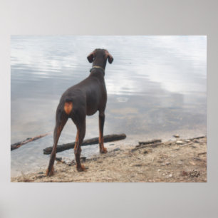 Brown, Doberman Poster