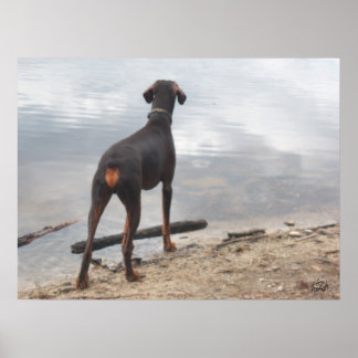 Brown, Doberman Poster