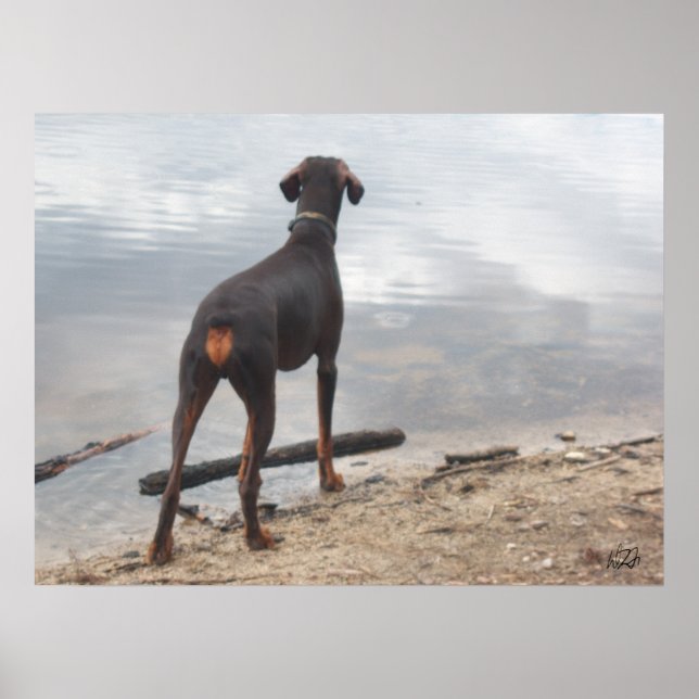 Brown, Doberman Poster (Framsidan)