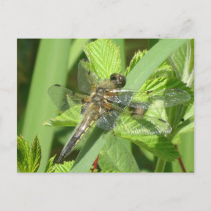 Brown Dragonfly DIY Postcard Vykort