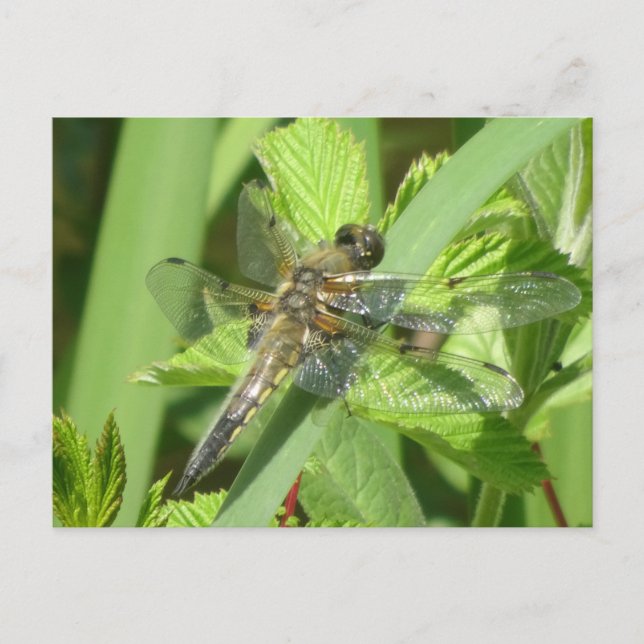 Brown Dragonfly DIY Postcard Vykort (Framsida)