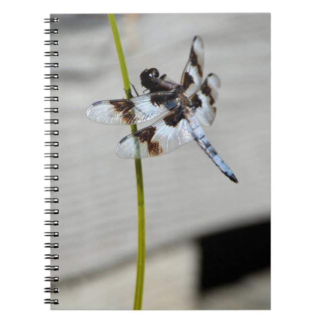 Brown Dragonfly Notebook Journal Anteckningsbok (Framsidan)