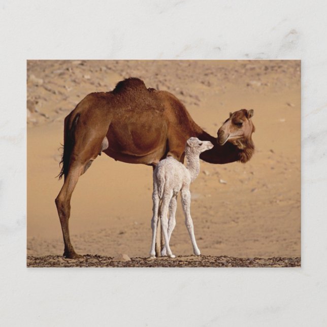 Brown Dromedary Mor Camel och White Calf Vykort (Framsida)