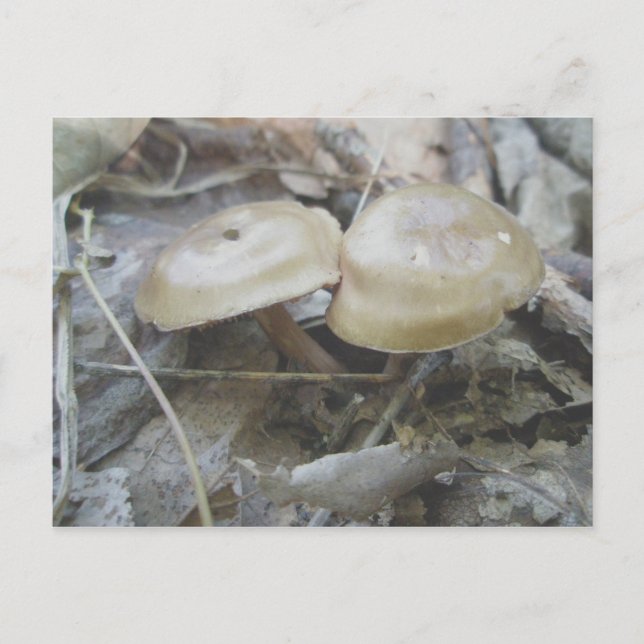 Brown Duo Mushroom vykort (Framsida)