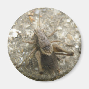 Brown Fält Cricket Magnet