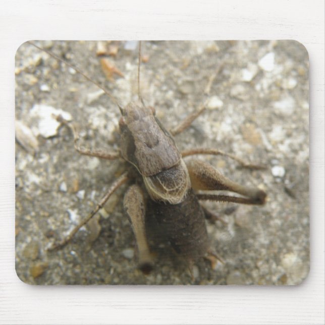 Brown Fält Cricket Mousepad Musmatta (Framsidan)