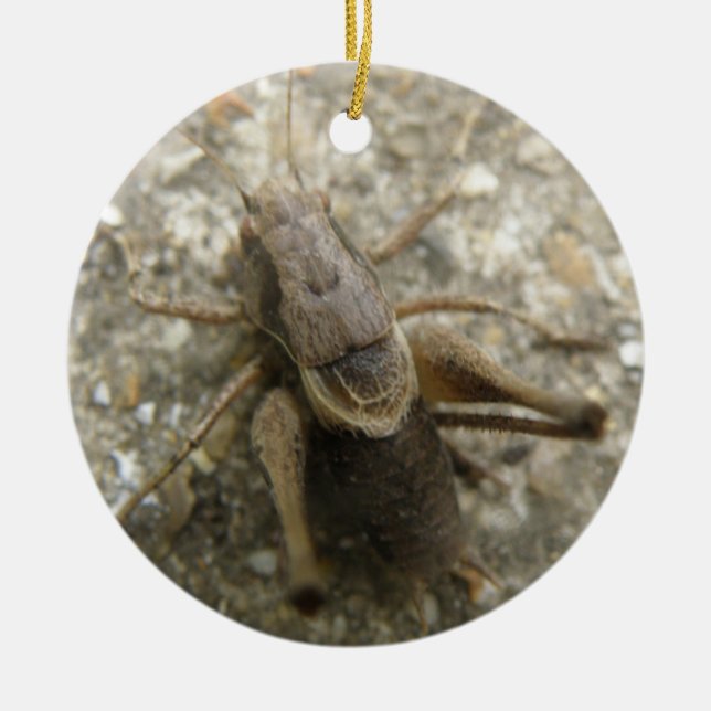 Brown Fält Cricket Ornament (Framsidan)