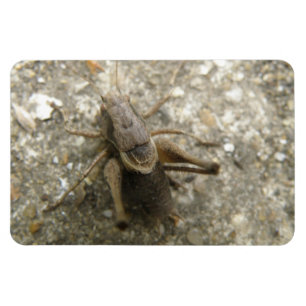 Brown Fält Cricket Premium Magnet
