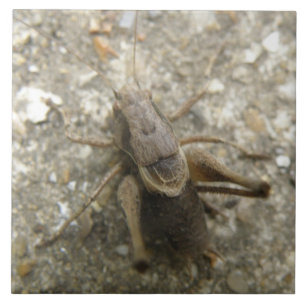 Brown Fält Cricket Tile Kakelplatta