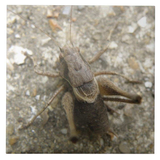 Brown Fält Cricket Tile Kakelplatta (Framsidan)