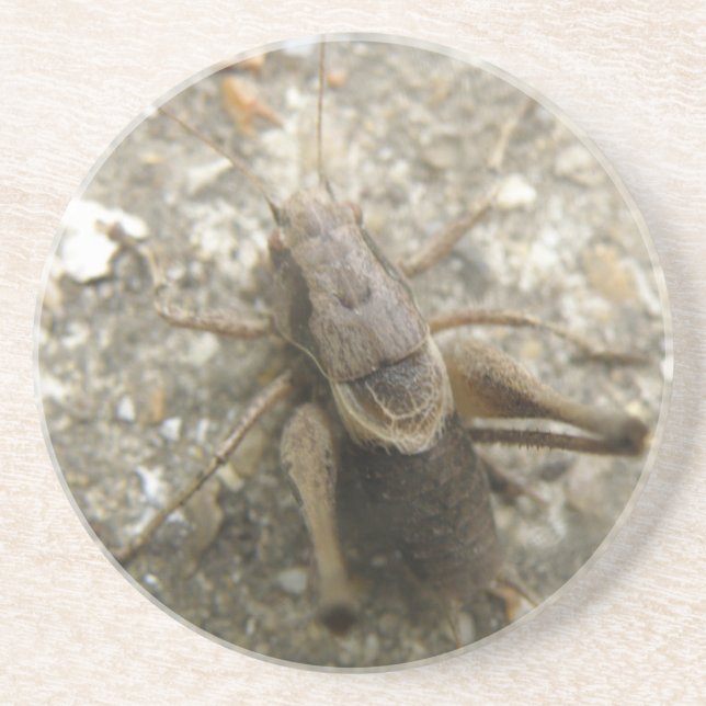 Brown Fält Cricket Underlägg (Framsidan)