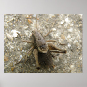Brown Fält Cricket-utskrift Poster