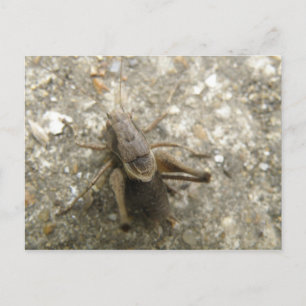 Brown Fält Cricket-vykort Vykort