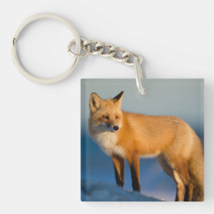 Brown Fox