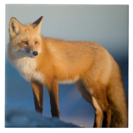 Brown Fox Ceramic Tile Kakelplatta