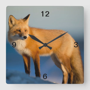 Brown Fox Fyrkantig Klocka