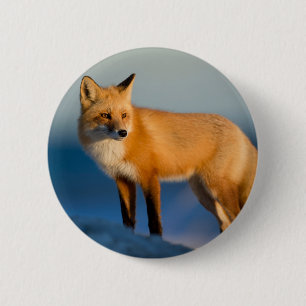 Brown Fox Knapp