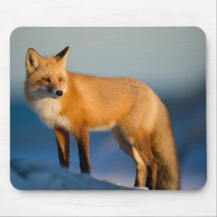 Brown Fox Musmatta