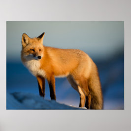 Brown Fox Poster