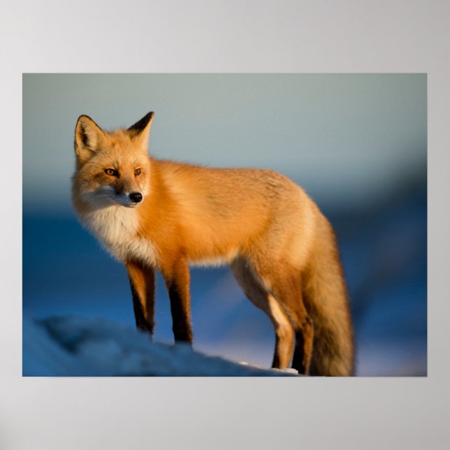 Brown Fox Poster (Framsidan)