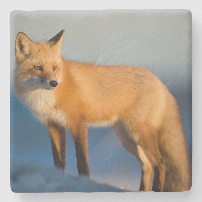 Brown Fox Stenunderlägg (Framsidan)
