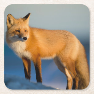 Brown Fox Underlägg Papper Kvadrat