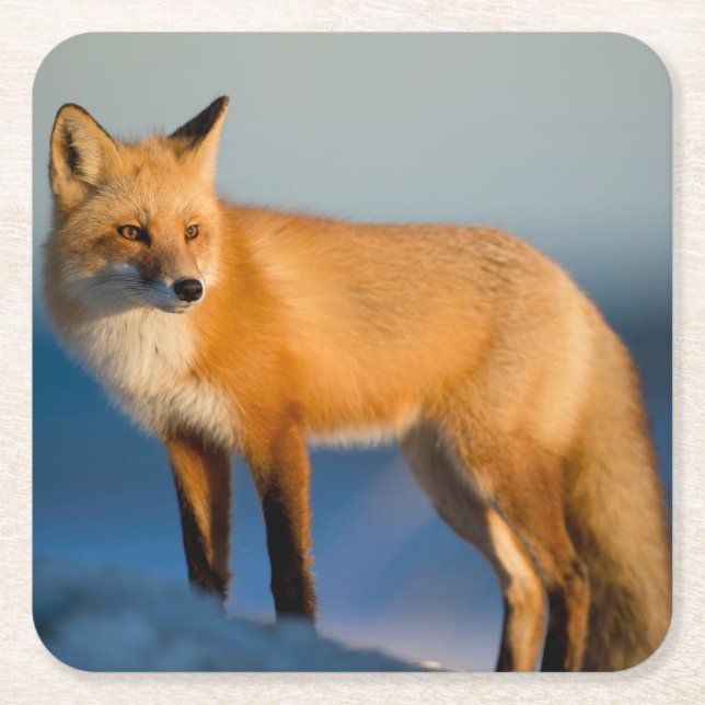 Brown Fox Underlägg Papper Kvadrat (Framsidan)