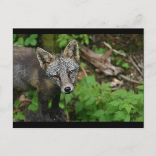 Brown Fox Vykort (Framsida)
