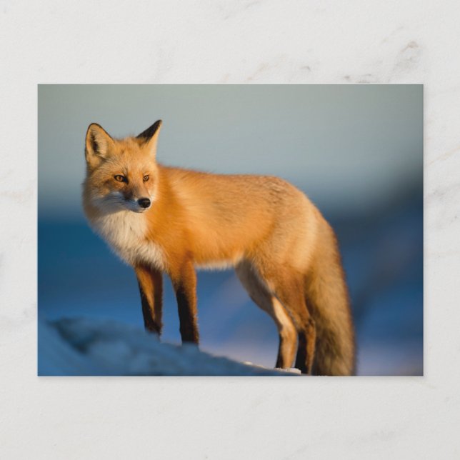 Brown Fox Vykort (Framsida)