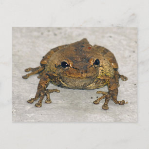 Brown Frog Photo Postcard Vykort