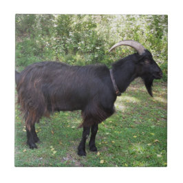 Brown Goat Tile Kakelplatta