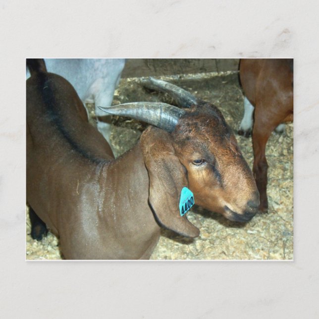 Brown Goat Vykort (Framsida)