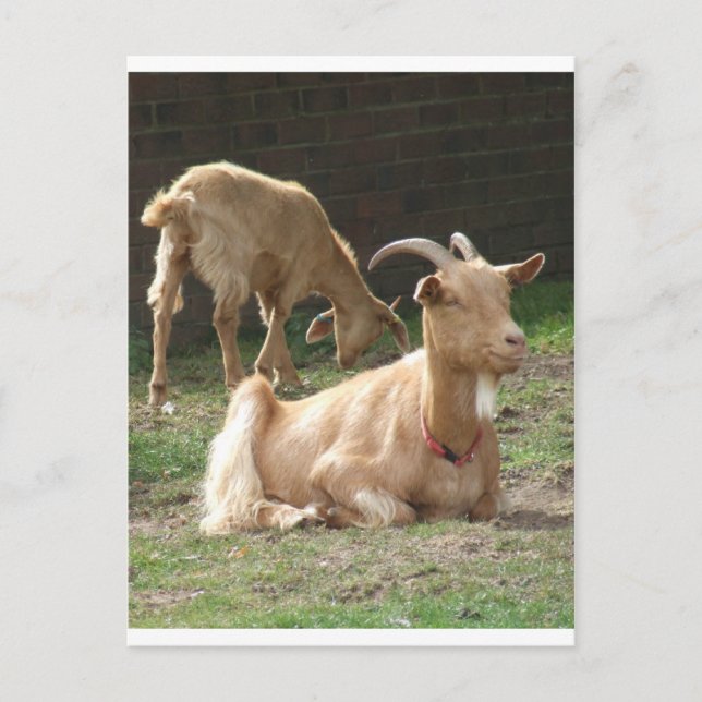 Brown Goat Vykort (Framsida)