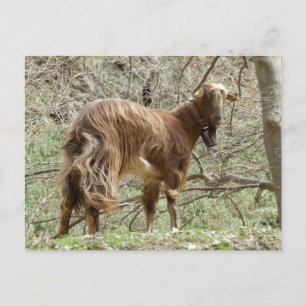 Brown Goat vykort