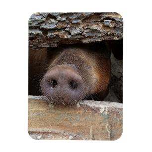 Brown Gris Poking Snout genom Rustic Fence Magnet