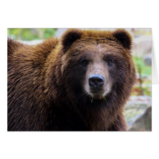 Brown Grizzly Bear Hälsningskort