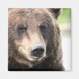 Brown Grizzly Bear Magnet