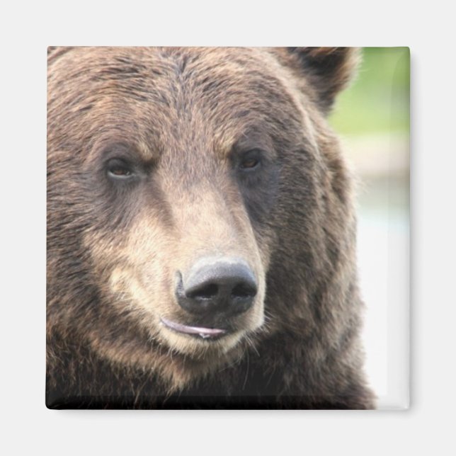 Brown Grizzly Bear Magnet (Framsidan)